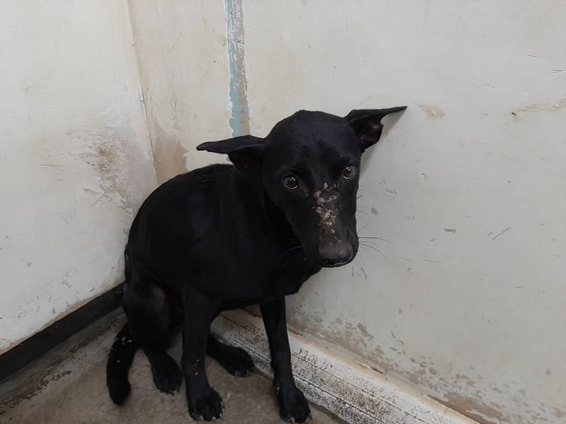 【待認養】混種犬 狗 (女生) - 臺北市動物之家