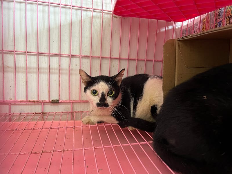 【待認養】混種貓 貓 (女生) - 臺北市動物之家