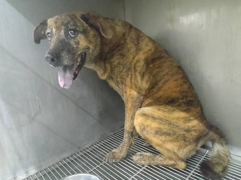 【待認養】混種犬 狗 (女生) - 臺北市動物之家