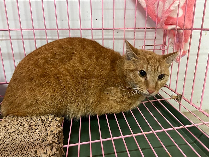 【待認養】混種貓 貓 (男生) - 臺北市動物之家