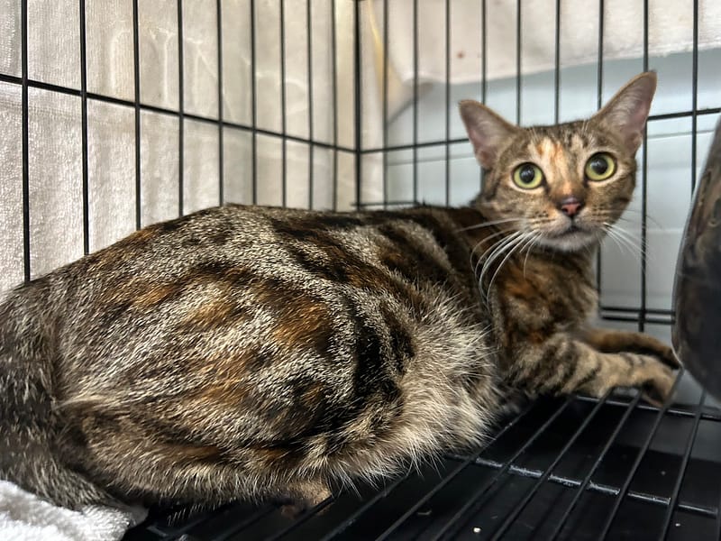 【待認養】混種貓 貓 (女生) - 臺北市動物之家