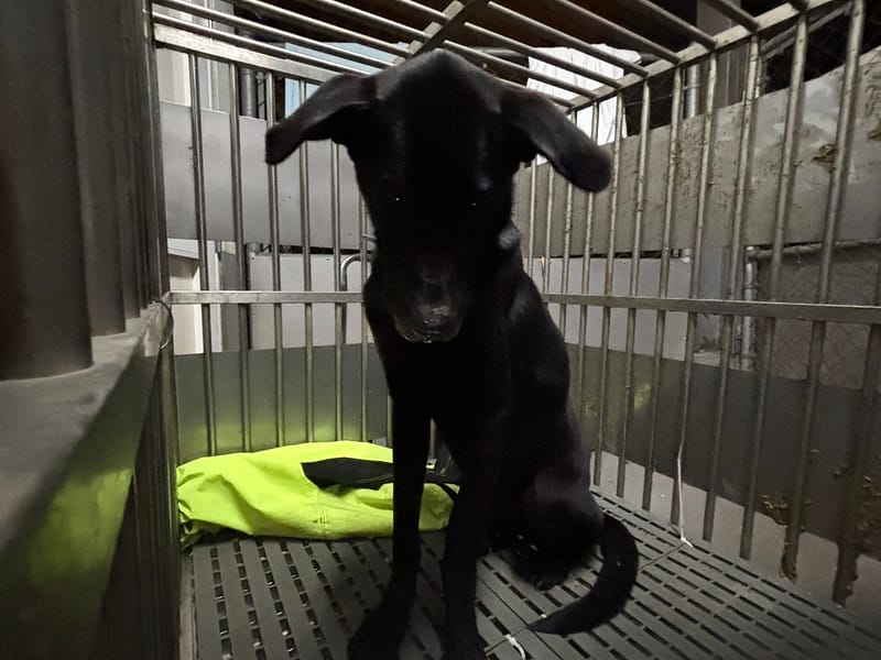 【待認養】混種犬 狗 (男生) - 新北市五股區公立動物之家