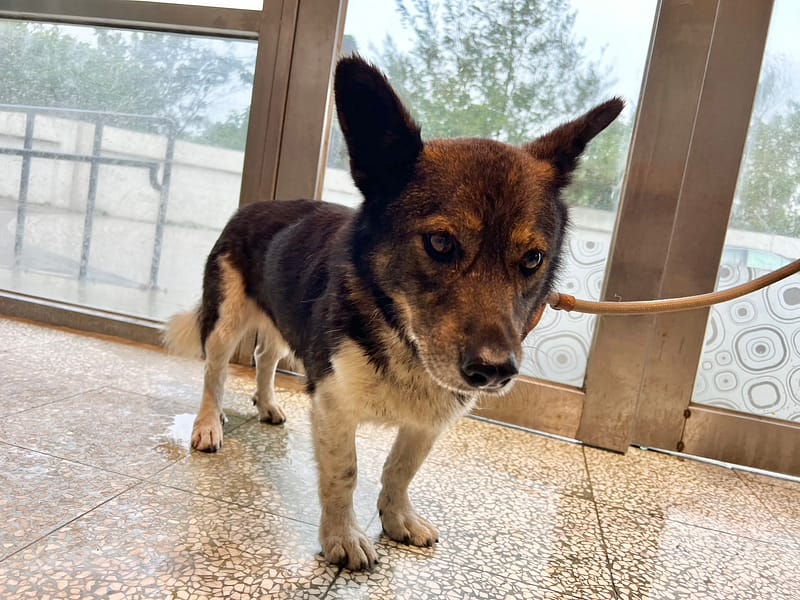 【待認養】混種犬 狗 (男生) - 桃園市動物保護教育園區