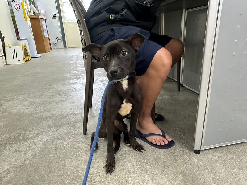 【待認養】混種犬 狗 (女生) - 臺北市動物之家