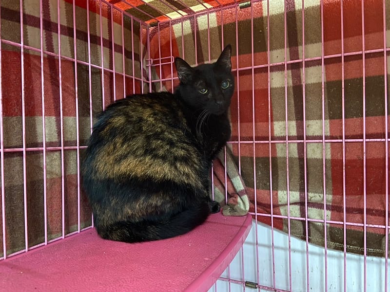 【待認養】混種貓 貓 (女生) - 臺北市動物之家