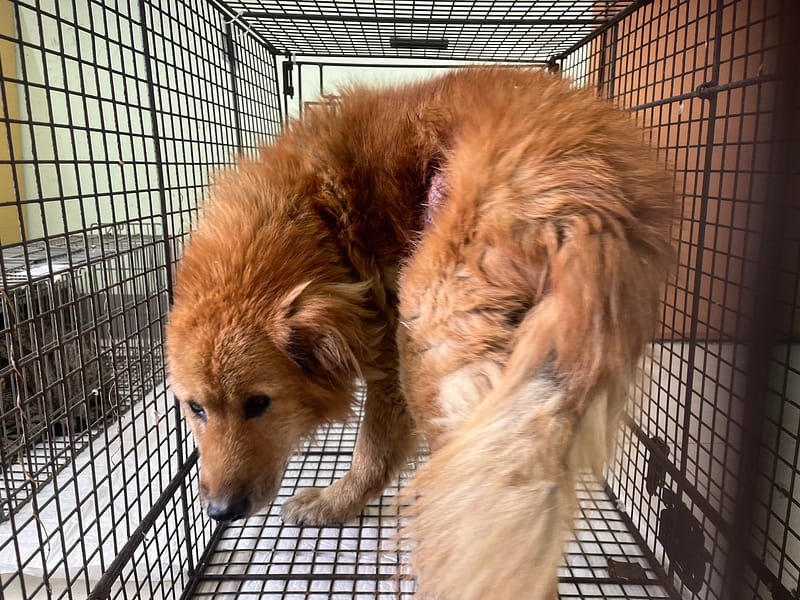 【待認養】混種犬 狗 (男生) - 金門縣動物收容中心