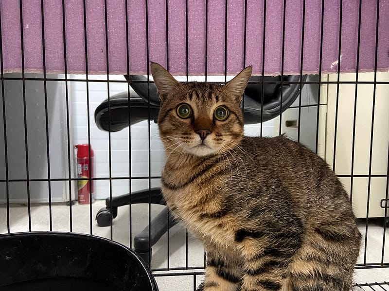 【待認養】混種貓 貓 (男生) - 臺北市動物之家