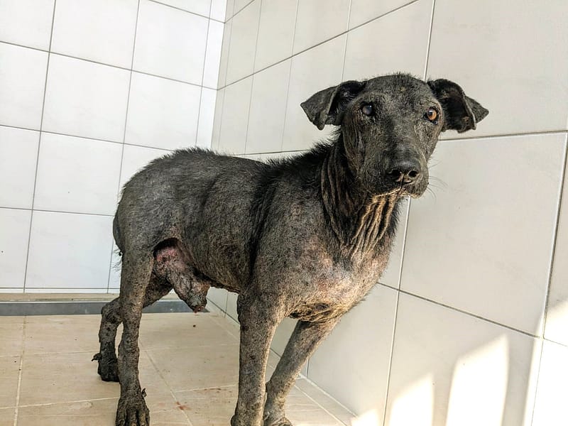 【待認養】混種犬 狗 (男生) - 新竹縣動物保護教育園區