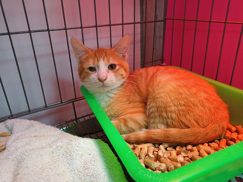 【待認養】混種貓 貓 (男生) - 新北市板橋區公立動物之家