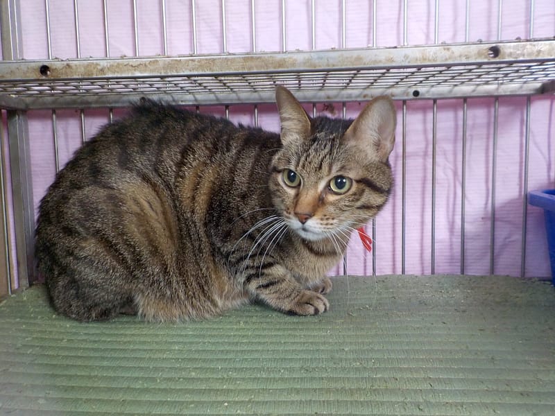 【待認養】混種貓 貓 (女生) - 南投縣公立動物收容所