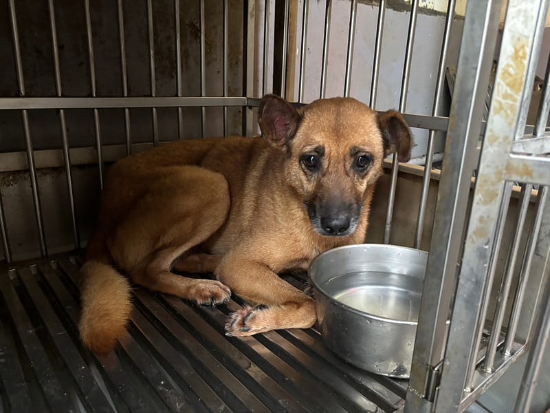 【待認養】混種犬 狗 (女生) - 新北市五股區公立動物之家