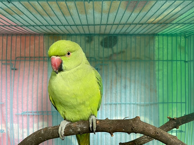 【待認養】月輪鸚鵡 其他 (未知) - 屏東縣公立犬貓中途之家