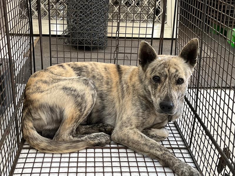 【待認養】混種犬 狗 (男生) - 金門縣動物收容中心
