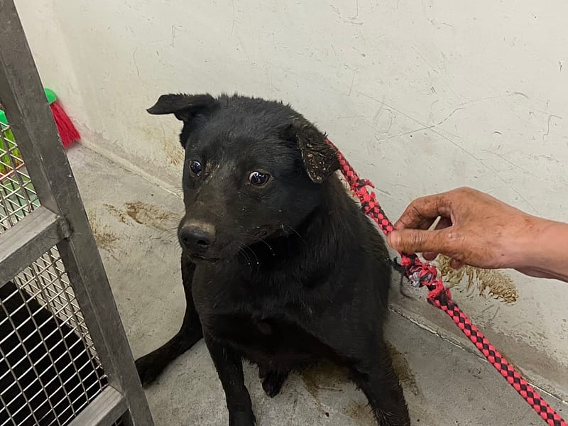 【待認養】混種犬 狗 (男生) - 臺北市動物之家