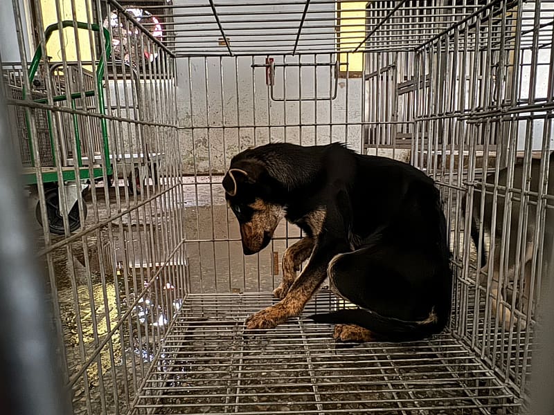 【待認養】混種犬 狗 (男生) - 臺南市動物之家善化站