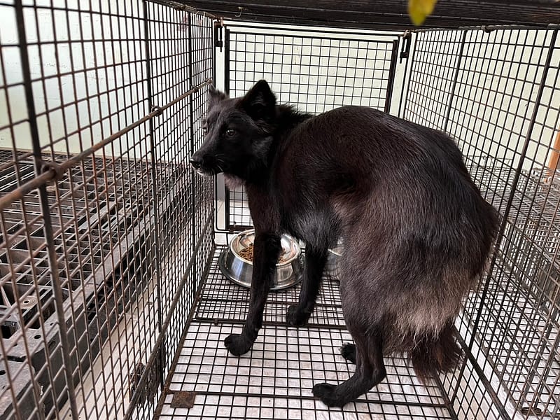 【待認養】混種犬 狗 (女生) - 金門縣動物收容中心