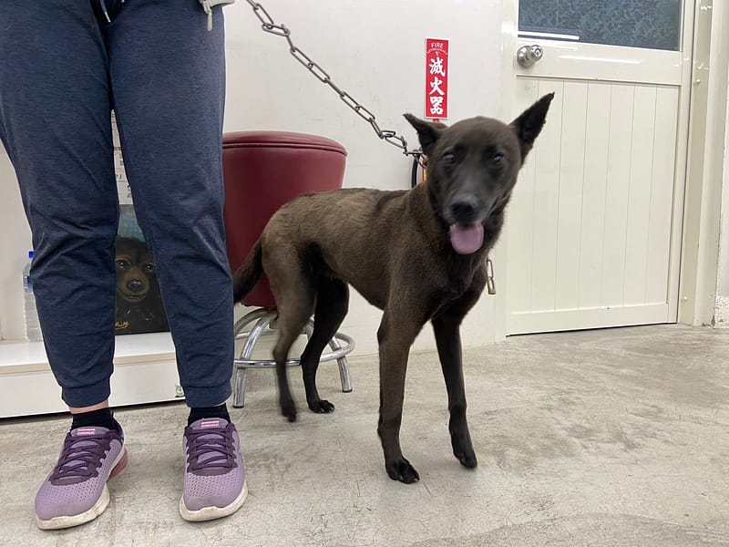 【待認養】混種犬 狗 (女生) - 臺北市動物之家