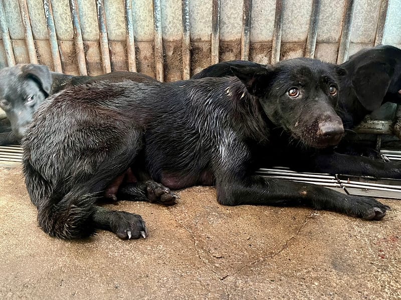 【待認養】混種犬 狗 (女生) - 彰化縣流浪狗中途之家