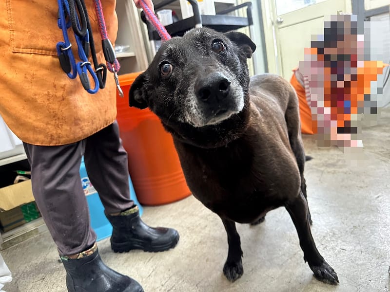 【待認養】混種犬 狗 (女生) - 臺北市動物之家