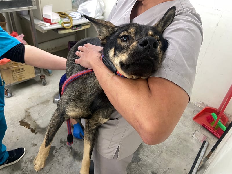 【待認養】混種犬 狗 (男生) - 臺北市動物之家