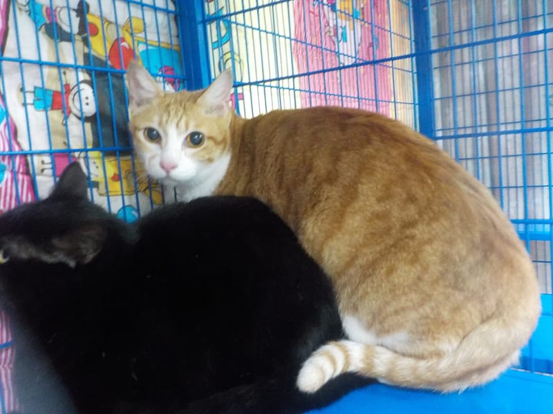 【待認養】混種貓 貓 (女生) - 南投縣公立動物收容所