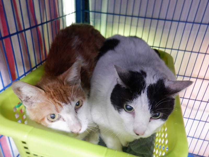 【待認養】混種貓 貓 (女生) - 南投縣公立動物收容所