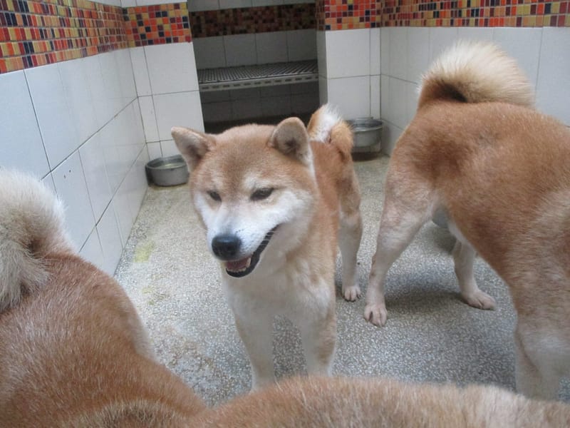 【待認養】柴犬 狗 (男生) - 高雄市壽山動物保護教育園區