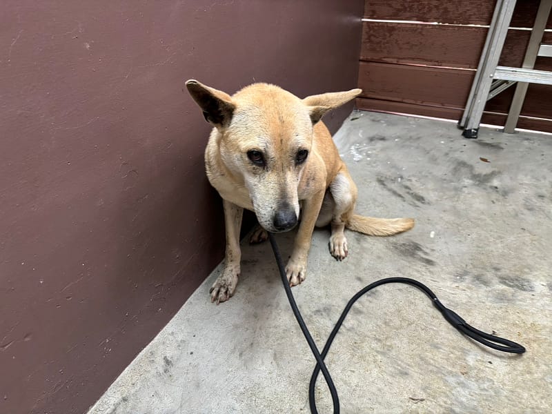 【待認養】混種犬 狗 (女生) - 新北市五股區公立動物之家