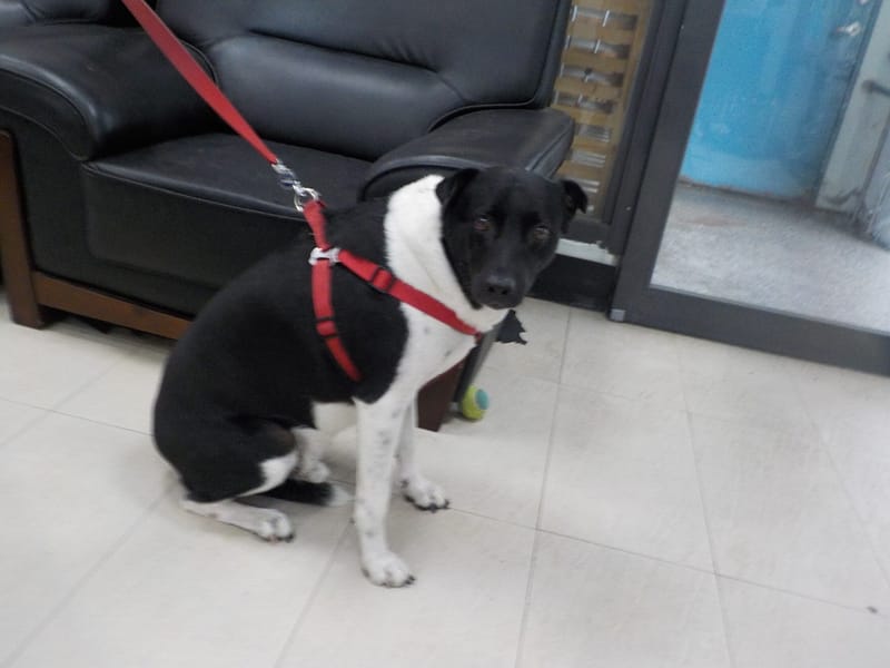 【待認養】混種犬 狗 (男生) - 南投縣公立動物收容所