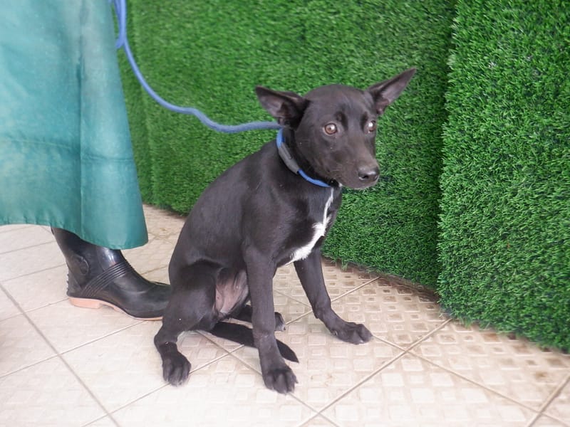 【待認養】混種犬 狗 (女生) - 南投縣公立動物收容所