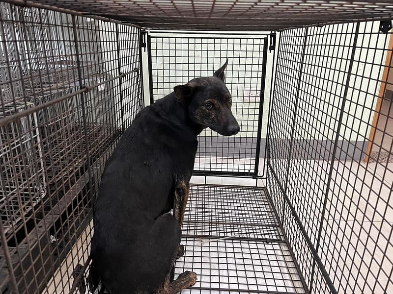 【待認養】混種犬 狗 (女生) - 金門縣動物收容中心