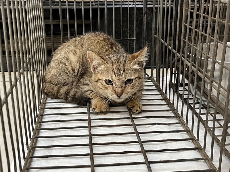 【待認養】混種貓 貓 (女生) - 金門縣動物收容中心