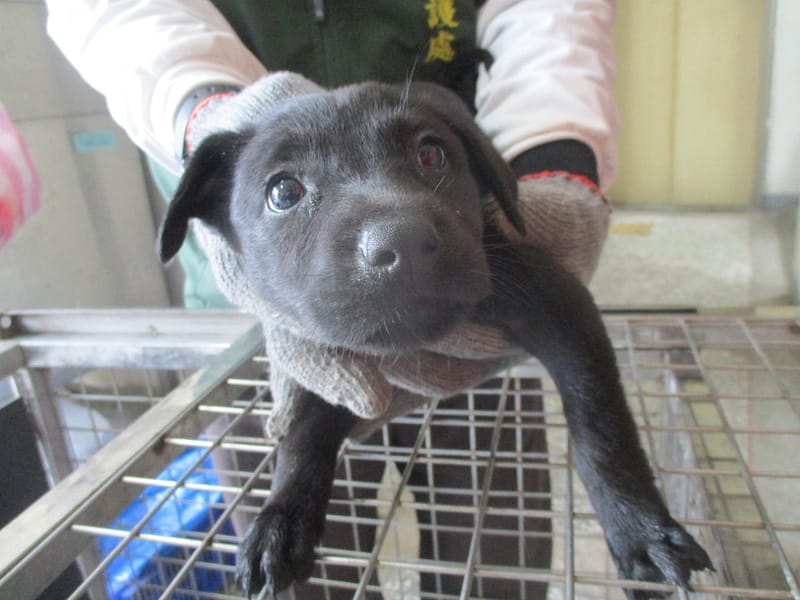 【待認養】混種犬 狗 (女生) - 高雄市壽山動物保護教育園區