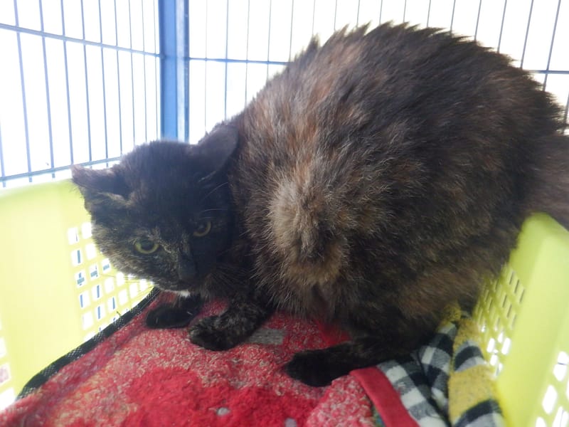 【待認養】混種貓 貓 (女生) - 南投縣公立動物收容所