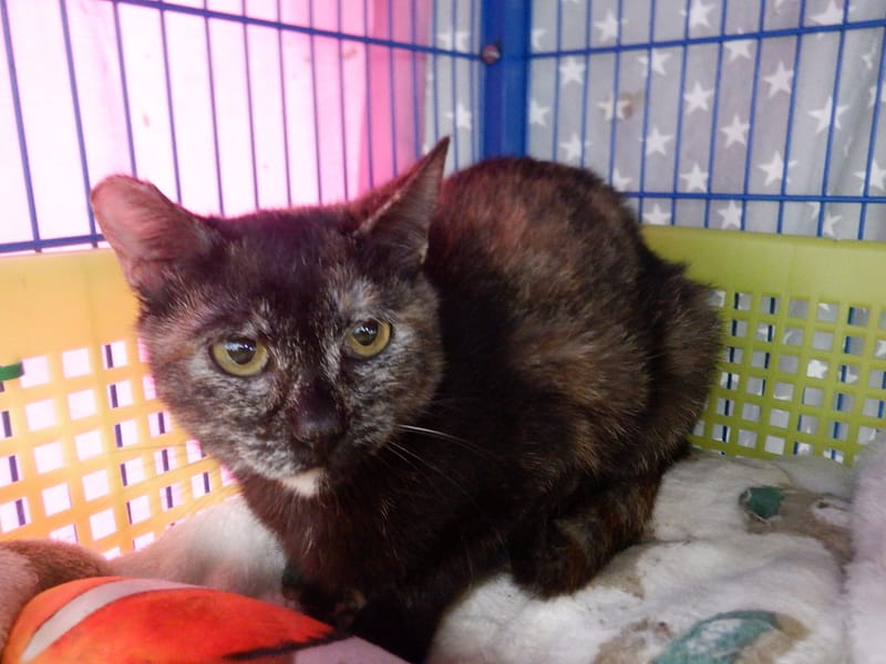 【待認養】混種貓 貓 (女生) - 南投縣公立動物收容所