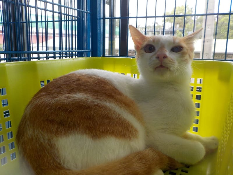 【待認養】混種貓 貓 (男生) - 南投縣公立動物收容所