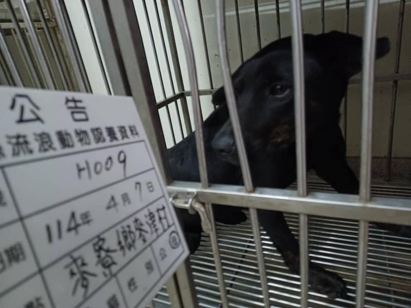 【待認養】混種犬 狗 (女生) - 雲林縣流浪動物收容所