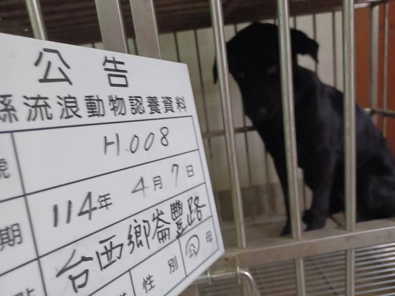 【待認養】混種犬 狗 (男生) - 雲林縣流浪動物收容所