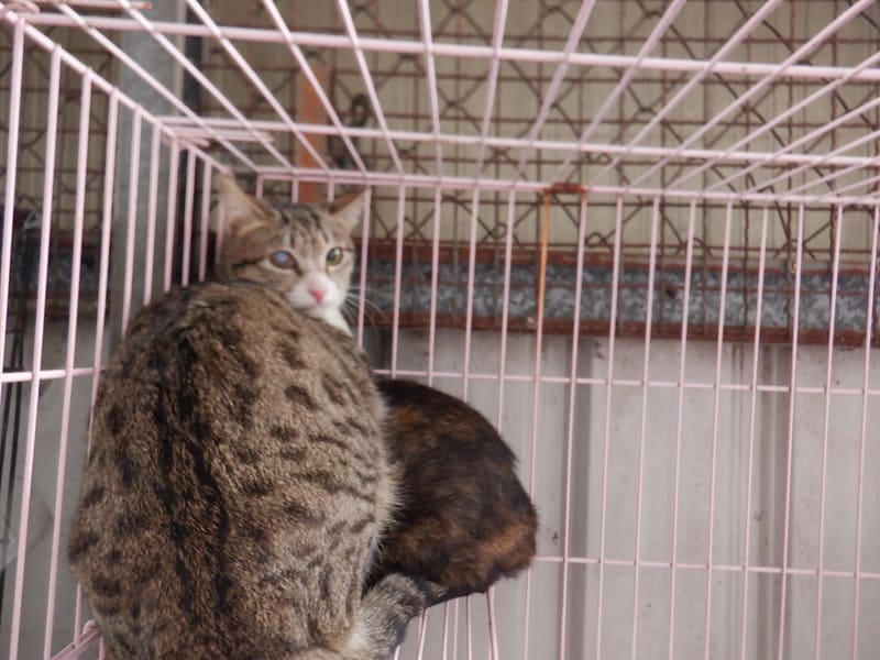 【待認養】混種貓 貓 (女生) - 南投縣公立動物收容所