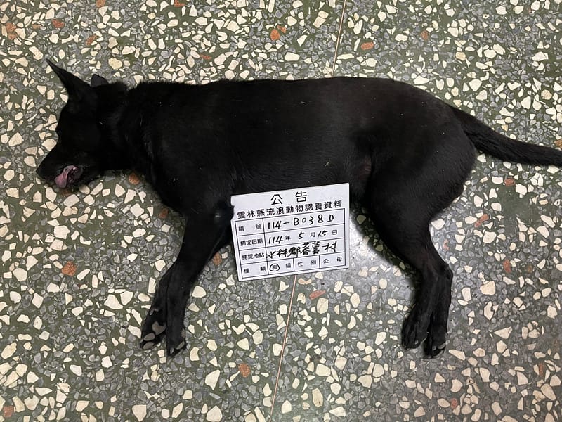 【待認養】混種犬 狗 (男生) - 雲林縣流浪動物收容所