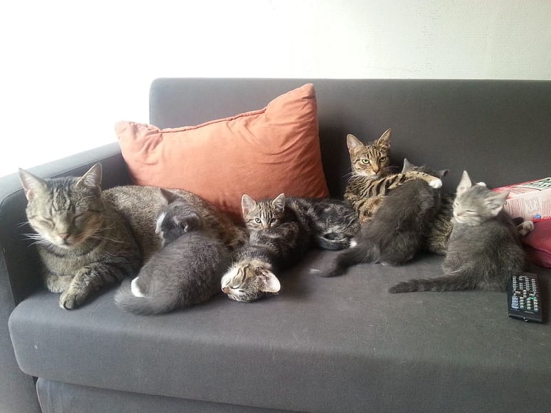 三三犬貓舍(貓)