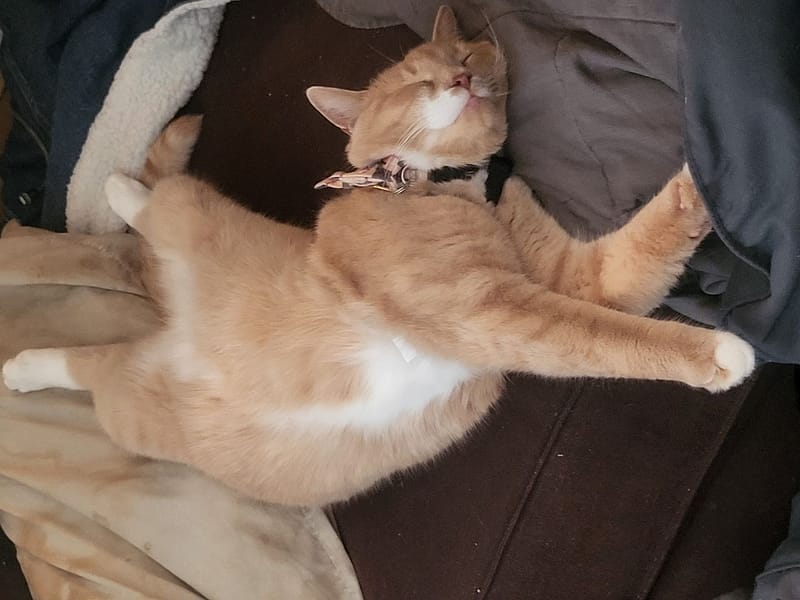 中圓寵物股份有限公司南崁分公司