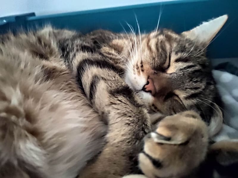 你好寵物沙龍店