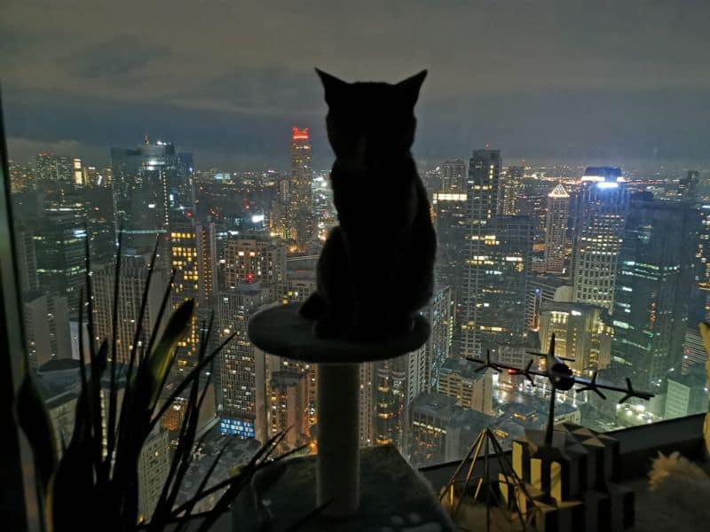 吹毛球痴洗澡吧