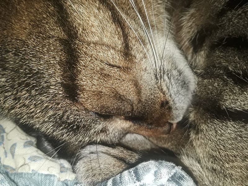 喜寶棧有限公司