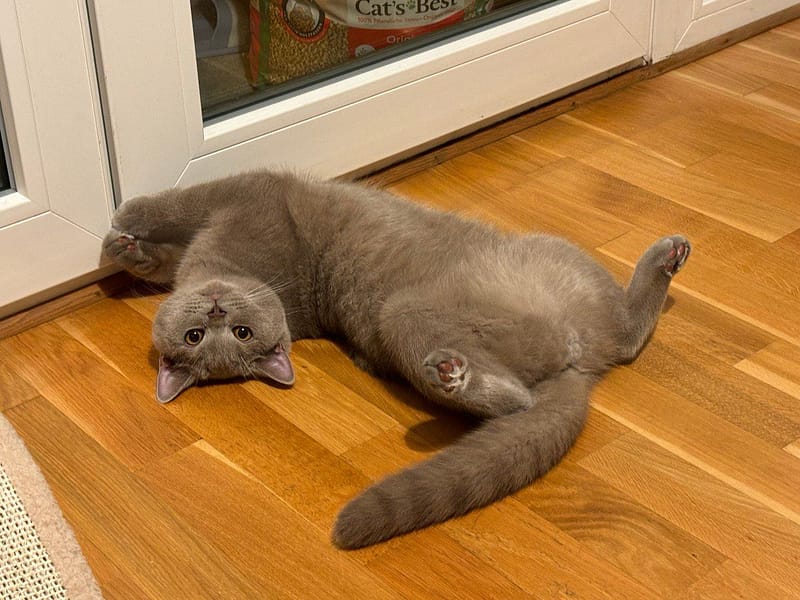 嘉寶寵物民宿用品店