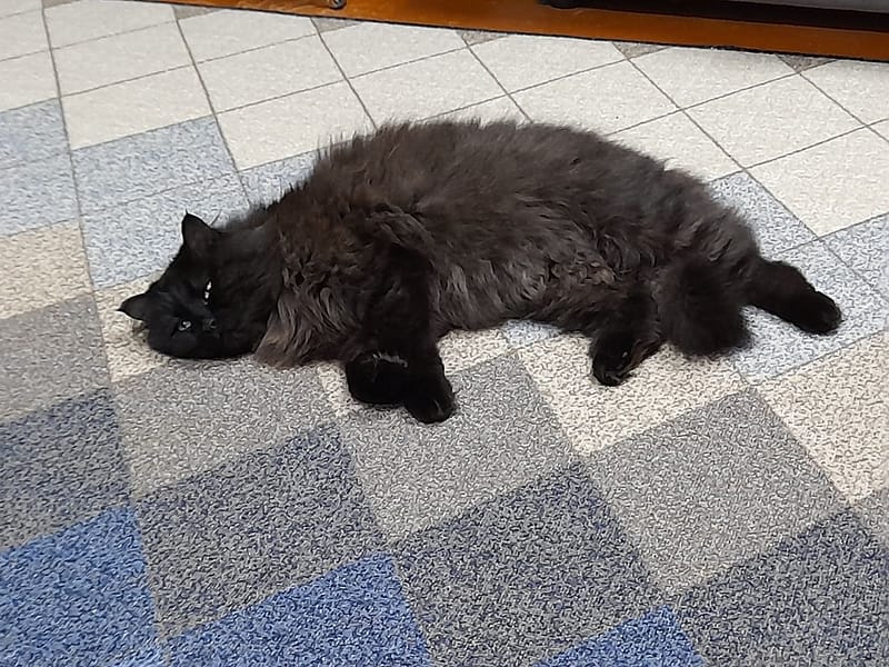 安哲寵物美容沙龍