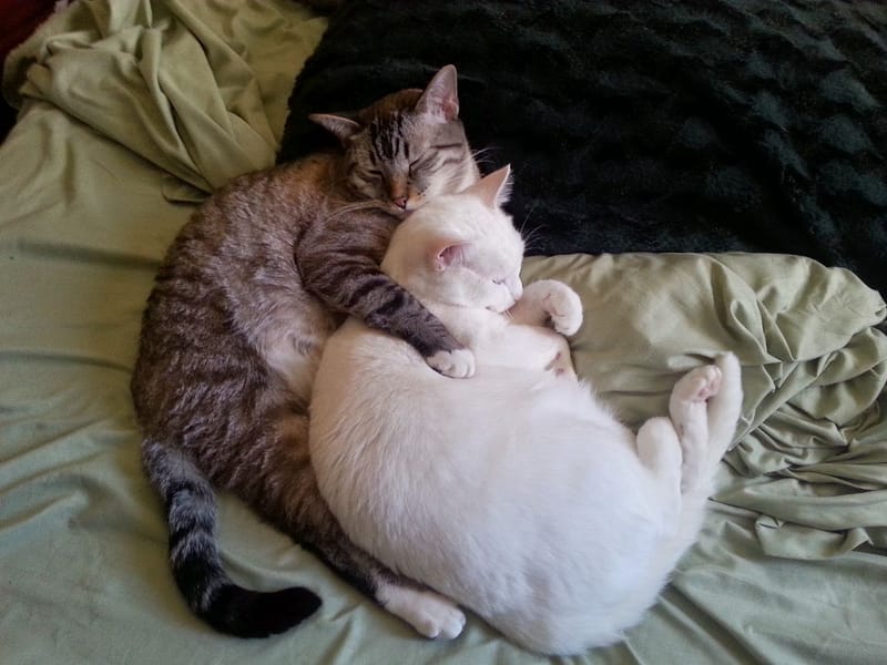 寶咖咖寵物美容社