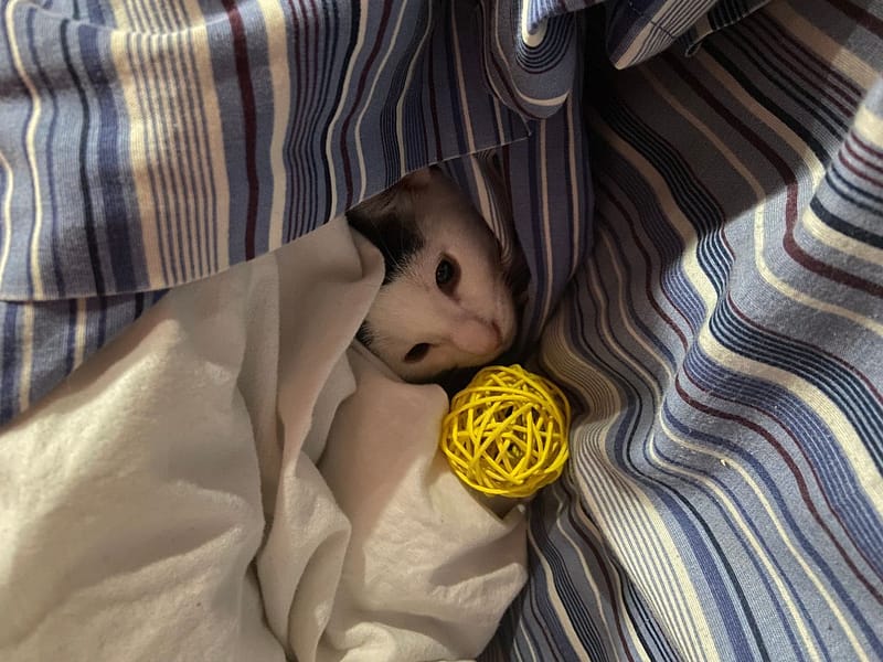 寶羅寵物精品店