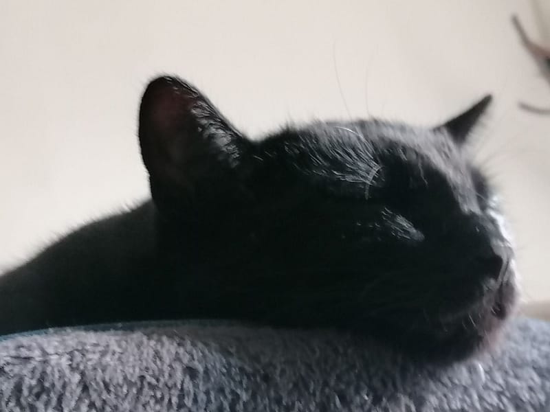 寶飛寵物用品專賣店